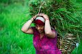 825 - rice field worker - UNAL MURAT - turkey